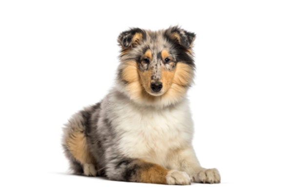 Buy Rough Collie Puppy in Singapore